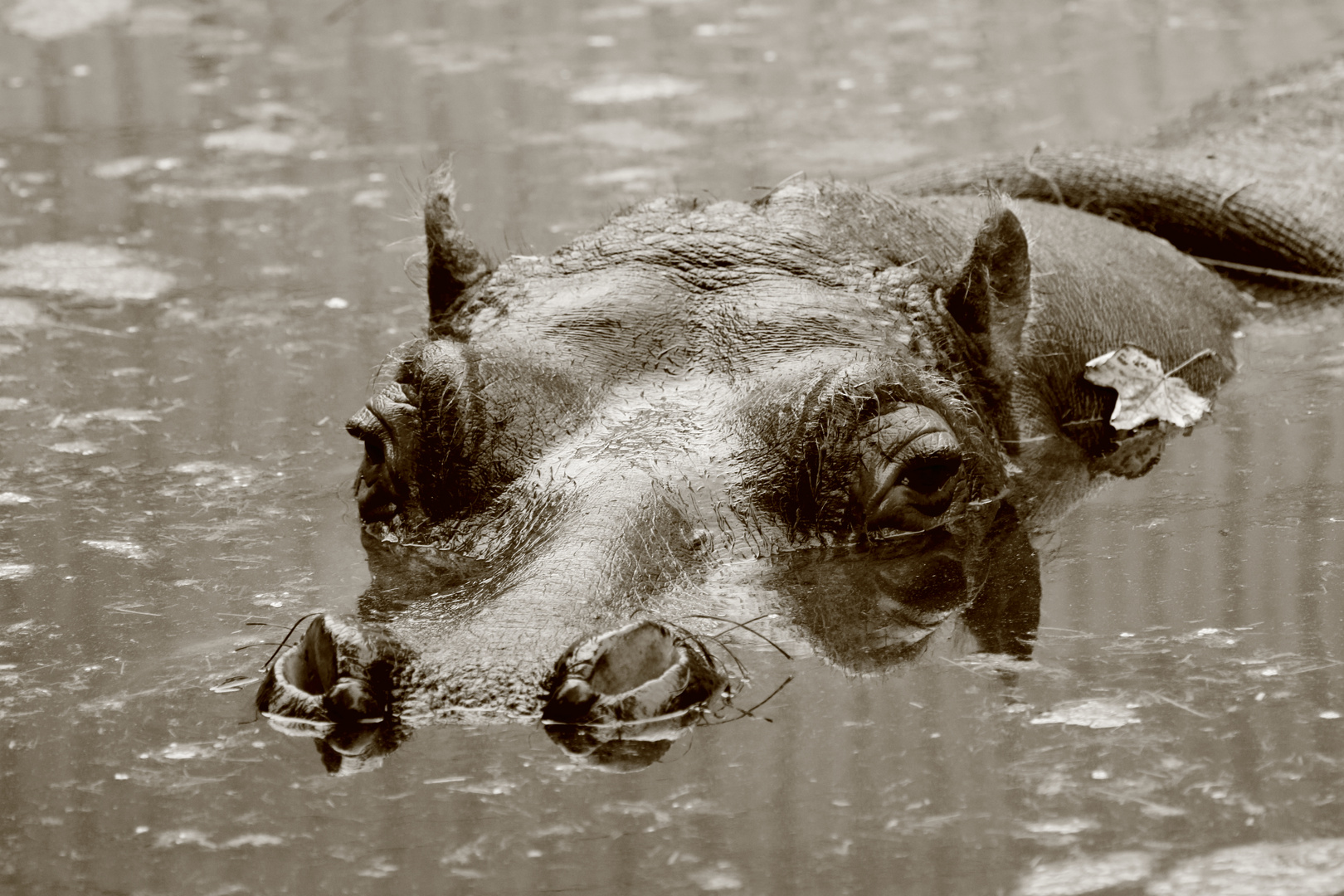 Hippo