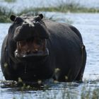 Hippo