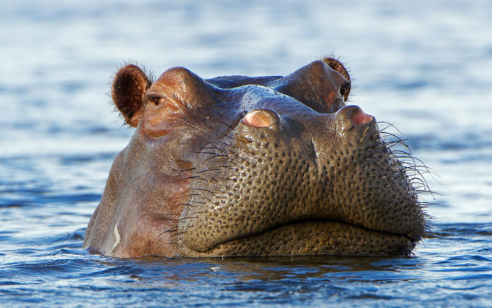 hippo