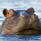 hippo