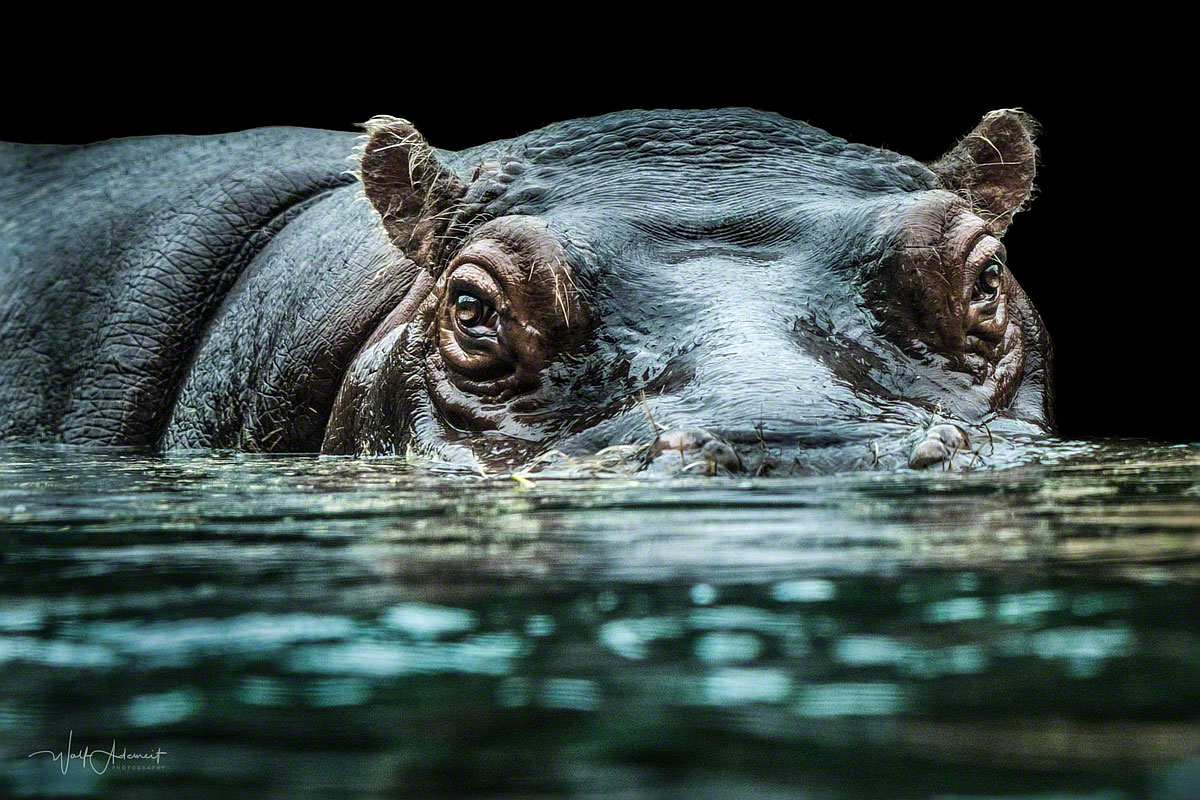 Hippo