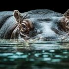 Hippo