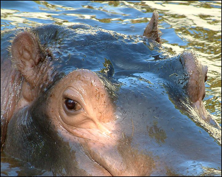 Hippo