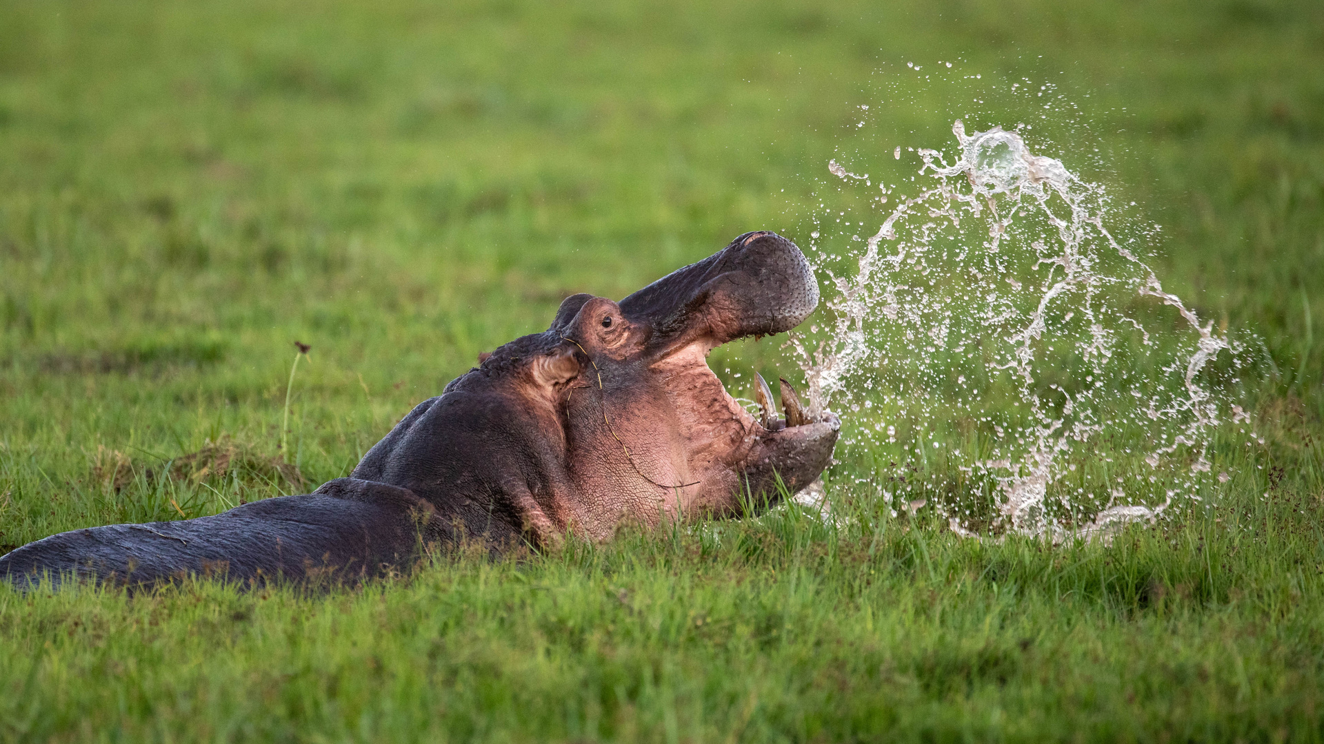 Hippo