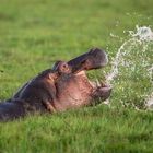 Hippo