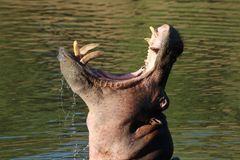 Hippo  2