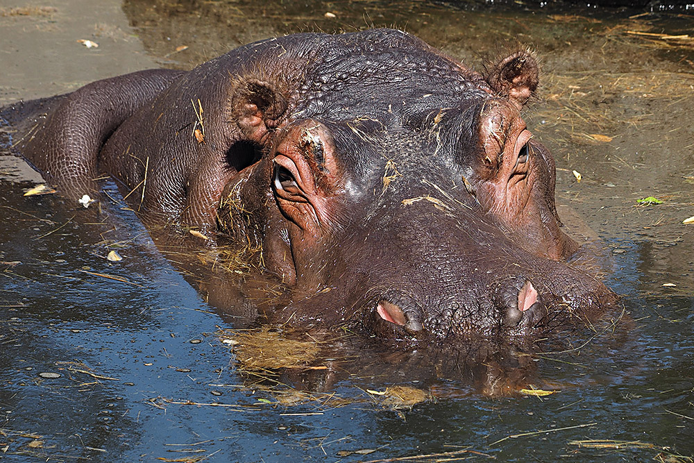 Hippo