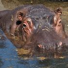 Hippo