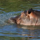 Hippo 4