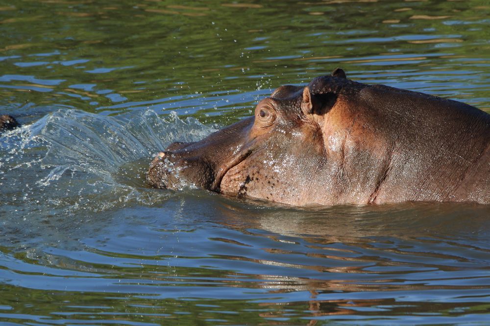 Hippo 4