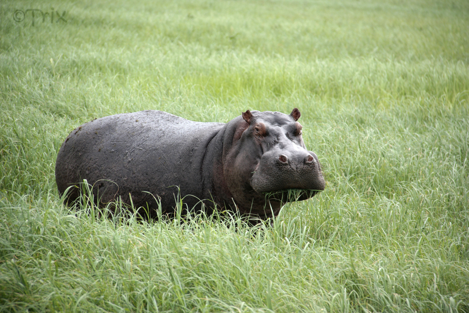 Hippo