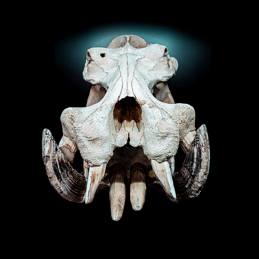 Hippo Foto & Bild tiere, sonstiges, fossilien & präparate Bilder auf