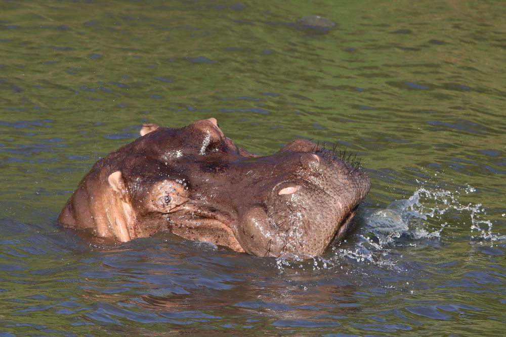 Hippo 5