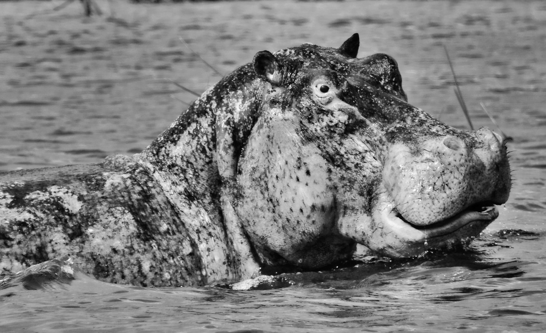 Hippo