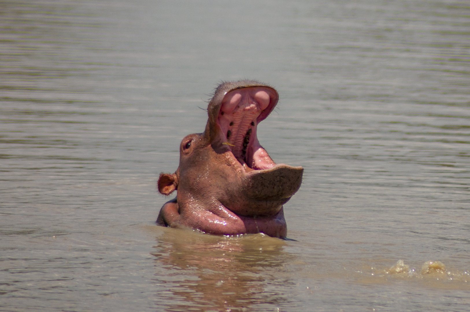 Hippo