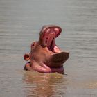 Hippo