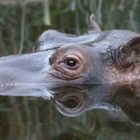 HIPPO