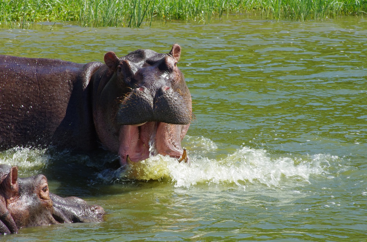 Hippo