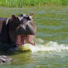 Hippo