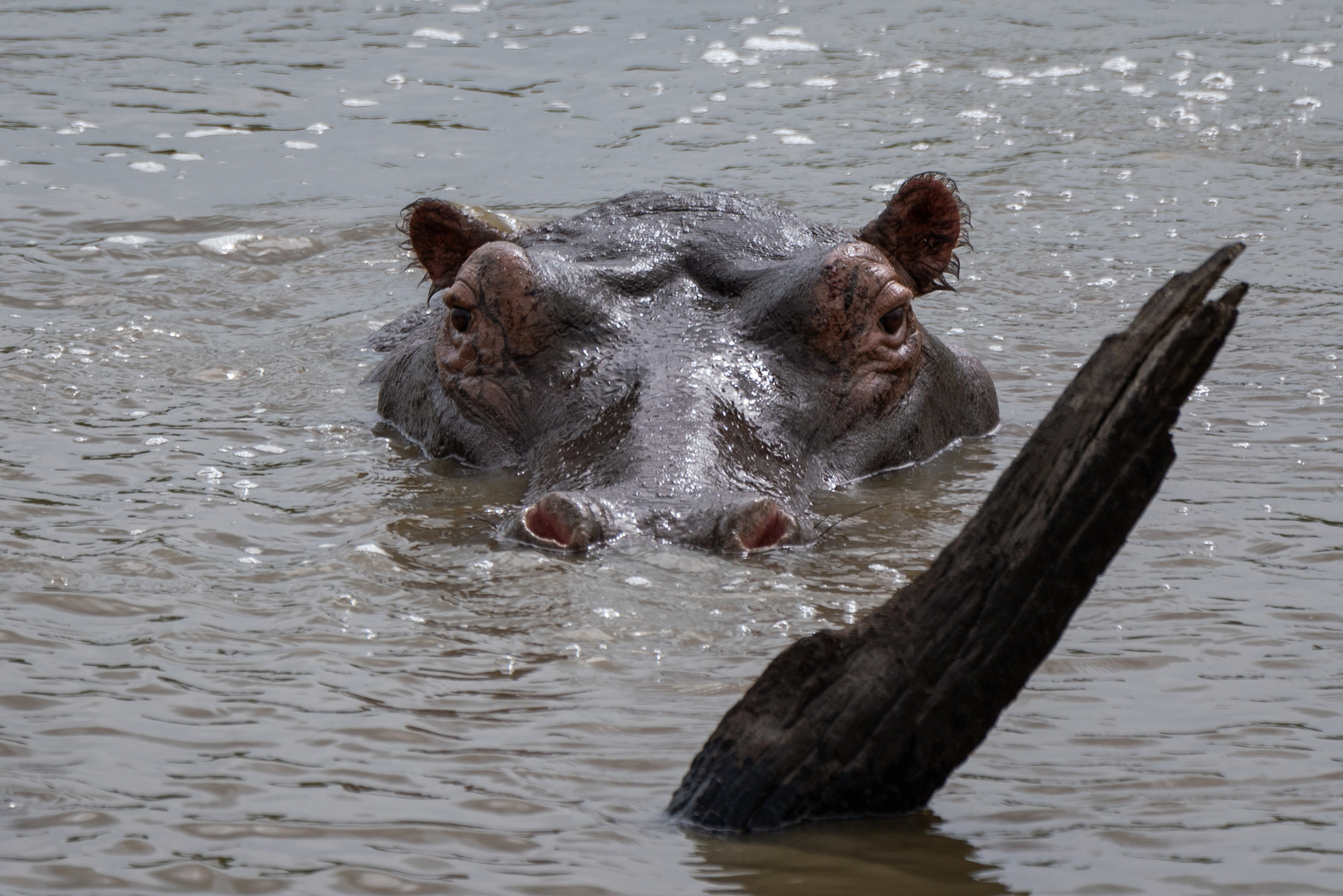 Hippo