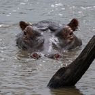 Hippo