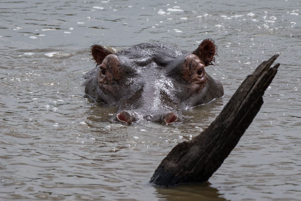 Hippo