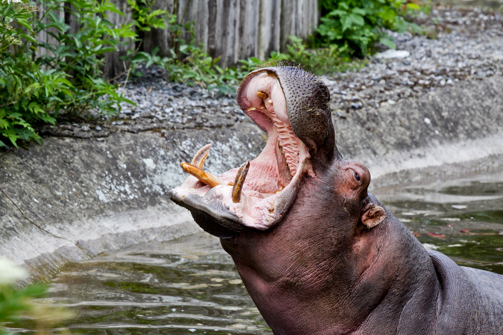 hippo