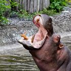 hippo