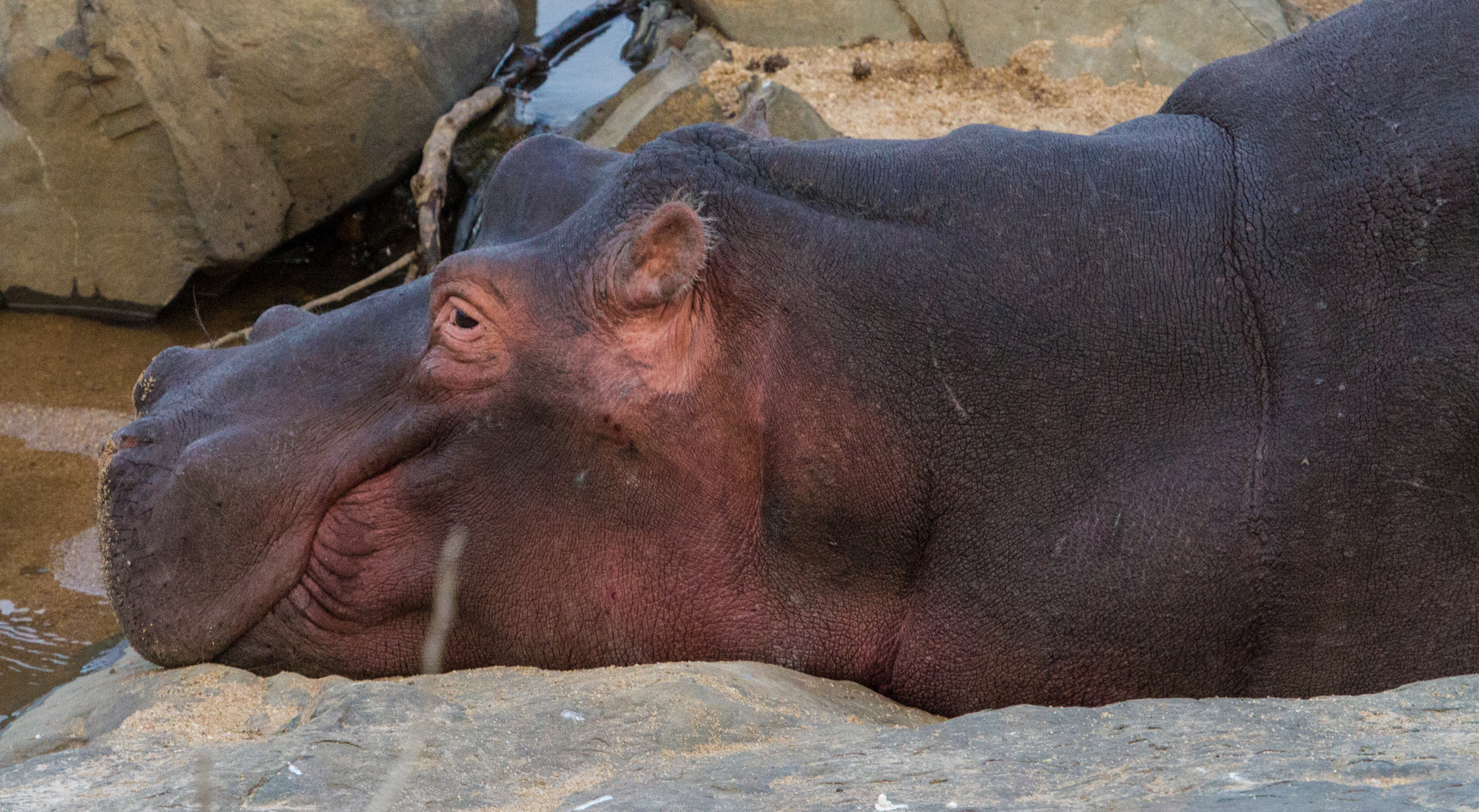 Hippo