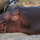 Hippo