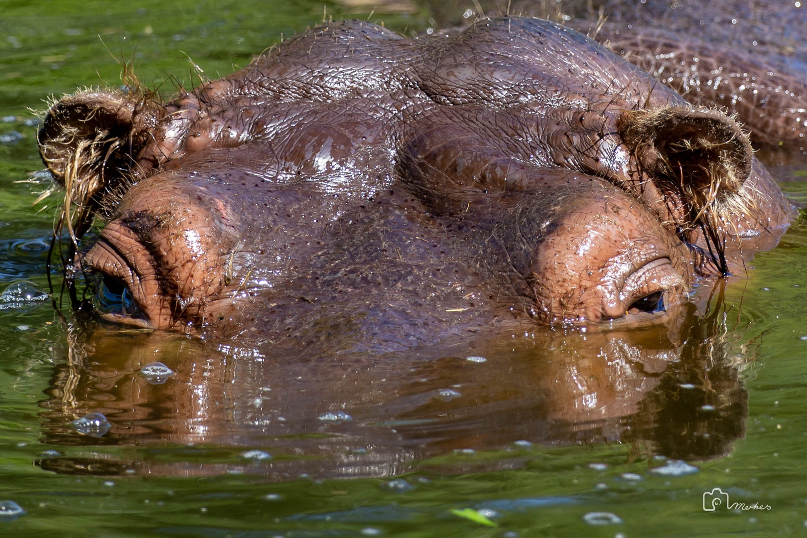 Hippo