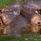 Hippo