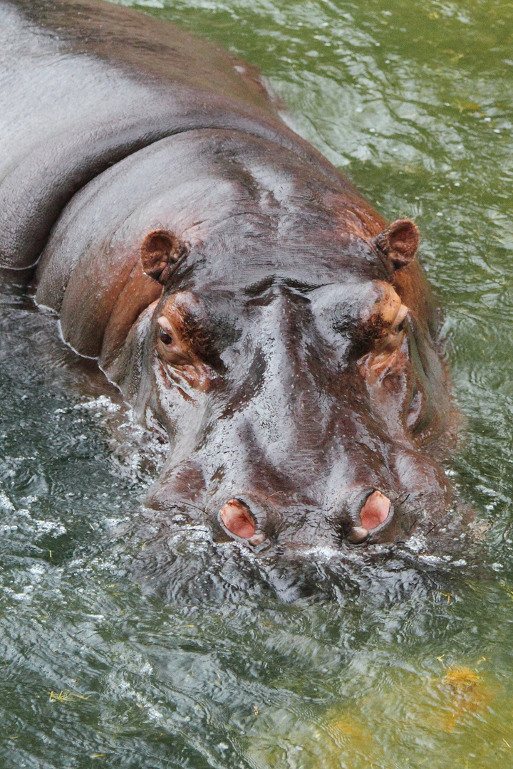 Hippo!