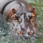 Hippo!