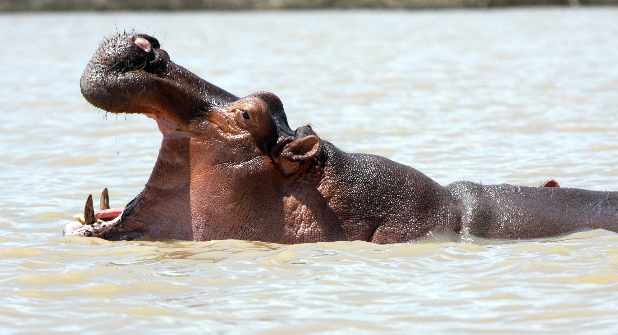 Hippo