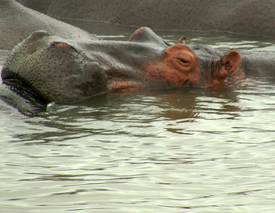 Hippo