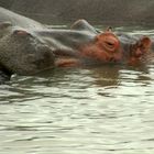 Hippo