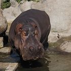 Hippo...