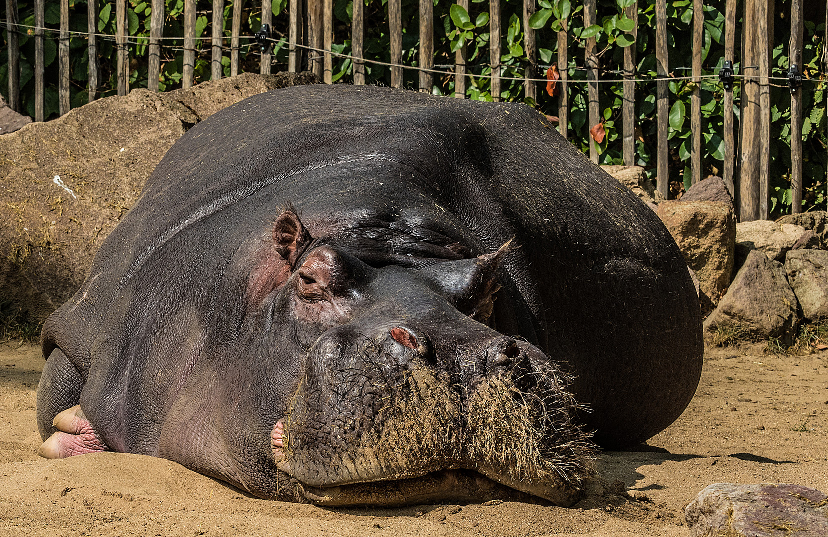 Hippo Albert ganz entspannt