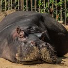 Hippo Albert ganz entspannt