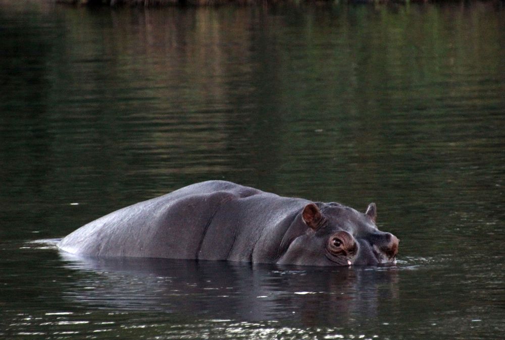 Hippo am Abend...