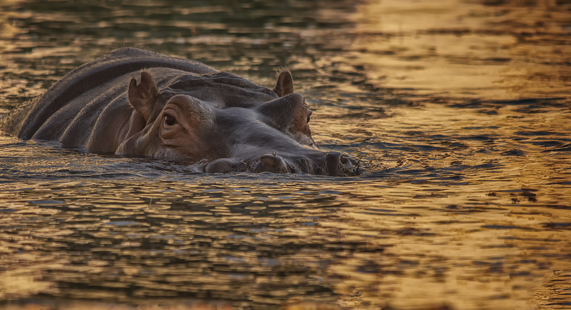 Hippo am Abend