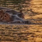 Hippo am Abend