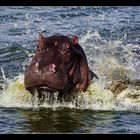 Hippo auf Angriff