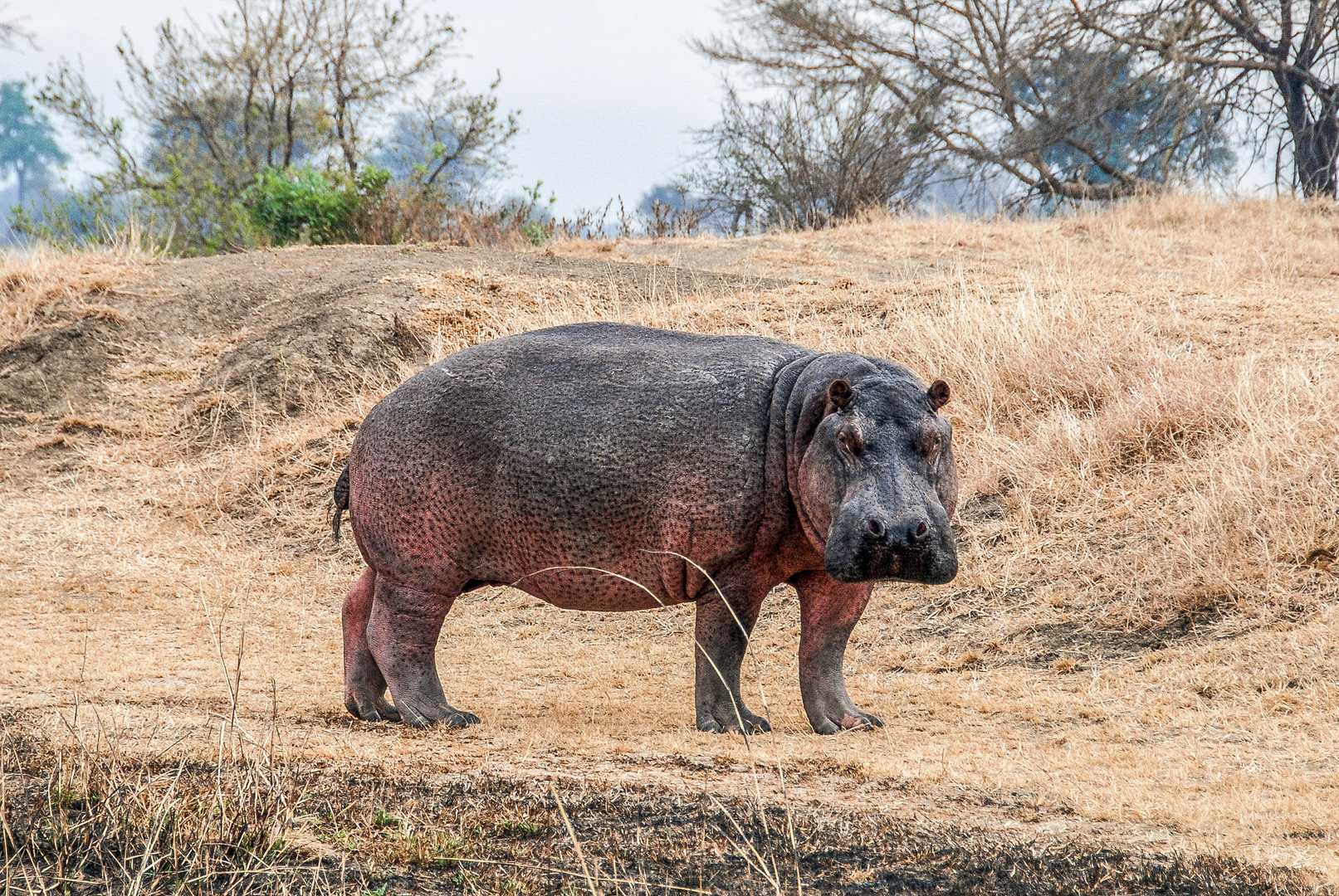 Hippo, auf Augenhöhe 1
