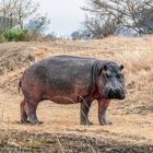 Hippo, auf Augenhöhe 1