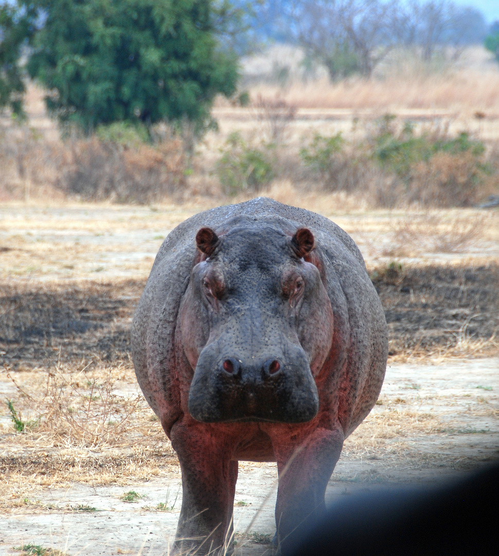 Hippo, auf Augenhöhe 2