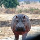 Hippo, auf Augenhöhe 2