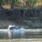 Hippo auf der Flucht