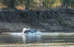 Hippo auf der Flucht